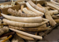Ivory Trafficker Arrested In Nwoya As Authorities Recover 154kg Of Elephant Tusks