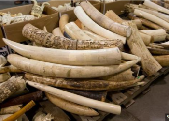 Ivory Trafficker Arrested In Nwoya As Authorities Recover 154kg Of Elephant Tusks