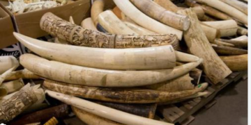Ivory Trafficker Arrested In Nwoya As Authorities Recover 154kg Of Elephant Tusks