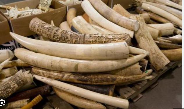 Ivory Trafficker Arrested In Nwoya As Authorities Recover 154kg Of Elephant Tusks